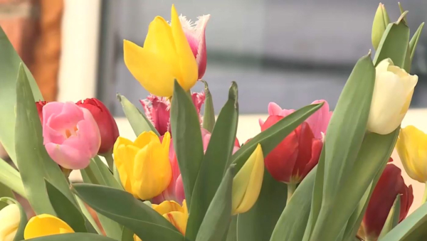 Өскемендік бағбан қызғалдақтың 15 түрін өсіреді