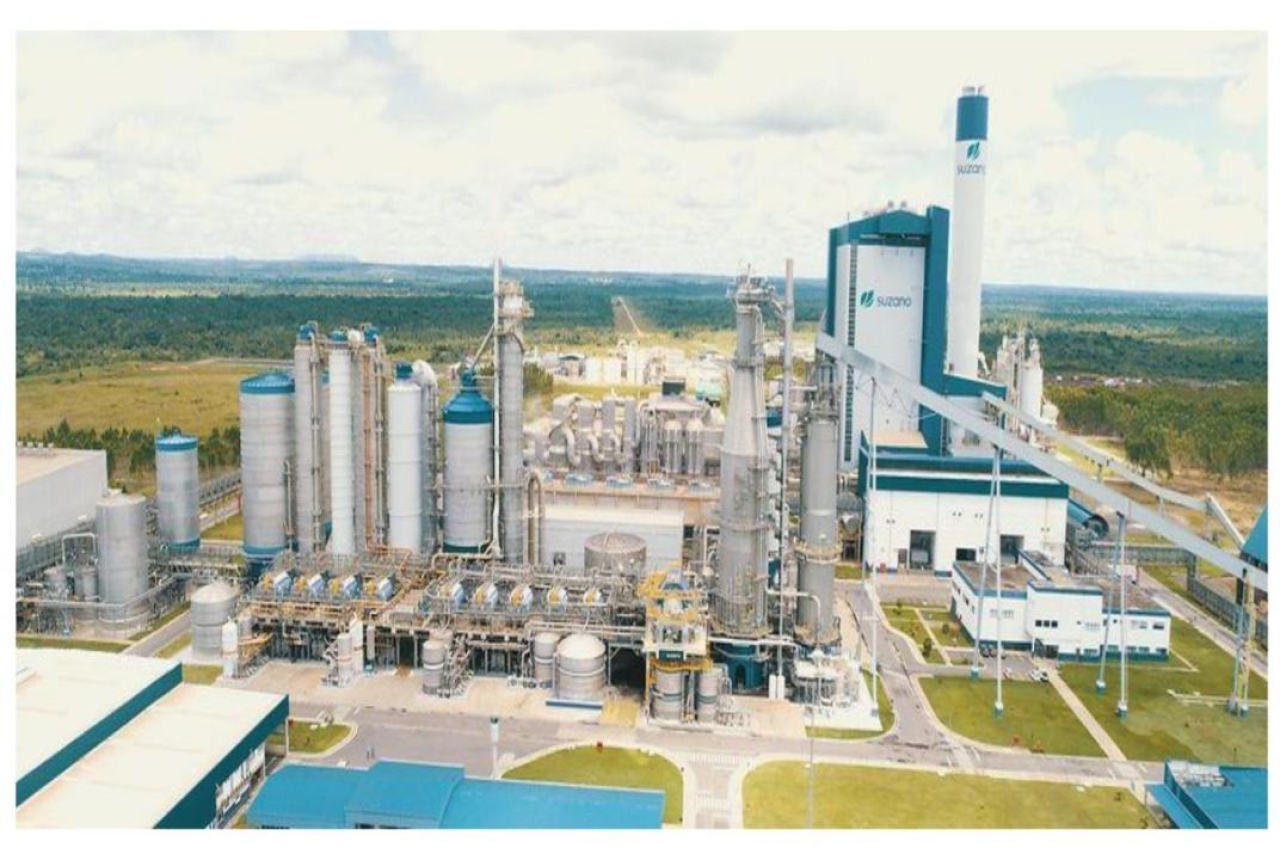 Жылына 200 мың тонна қамыс: Алматы облысында қайта өңдеу кешені салынады