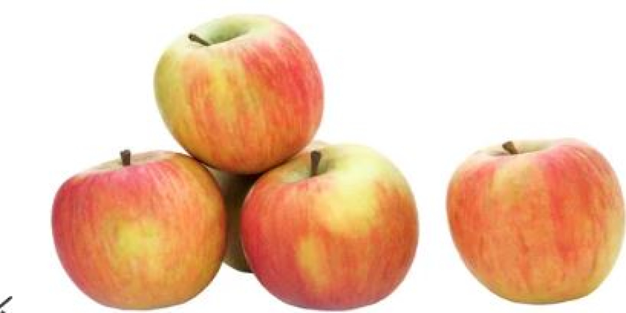 Возрождение «Апорта»: в Алматинской области посадят яблоневые сады на 110 га