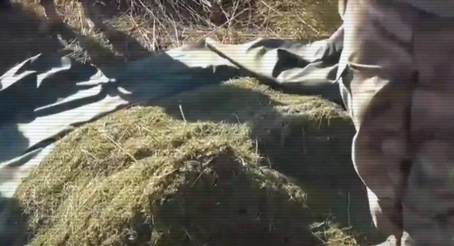 Жамбыл облысында 120 келіден астам есірткі тәркіленді