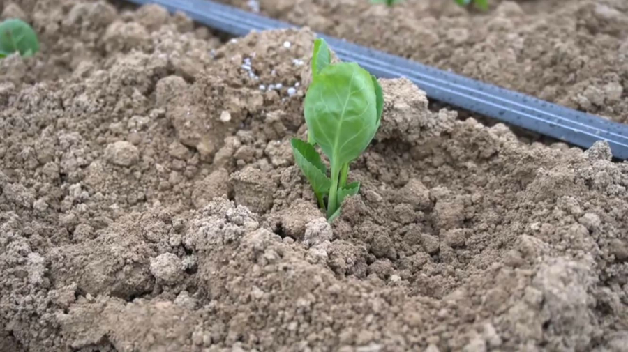 Овощеводы Туркестанской области приступили к весенне-полевым работам