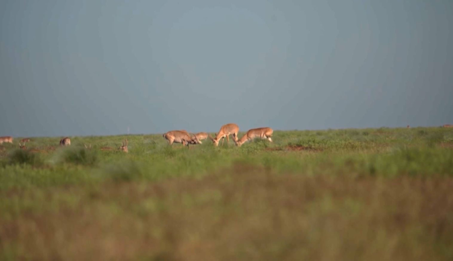 Өзбекстан киік санын көбейтуді көздейді