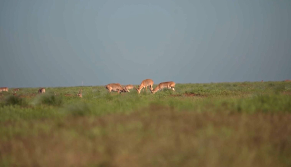 Өзбекстан киік санын көбейтуді көздейді