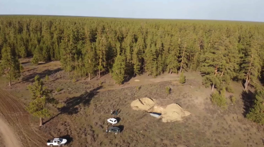 «Ертіс орманына» 3 млн қарағай көшеті егілді