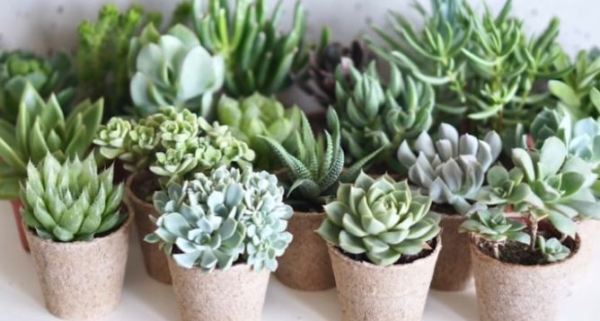 Plant Parenthood набирает популярность среди поколения Z