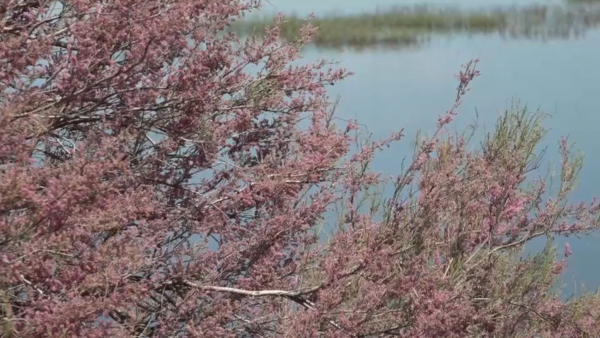 Пустующие земли введут в оборот для развития животноводства в ЗКО