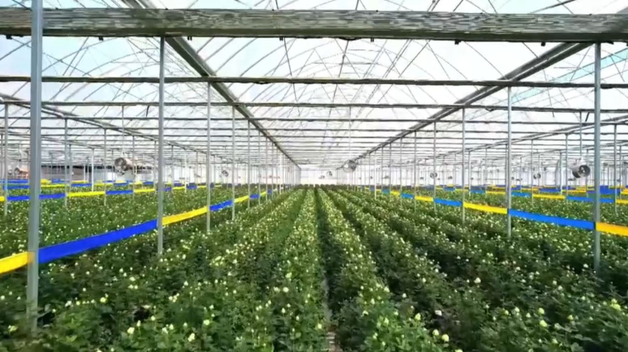 Сенаторлар өсімдіктер дүниесіне алаңдаулы