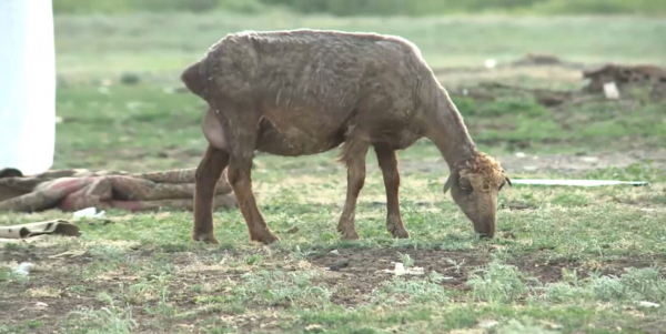 Қостанай облысында мал шығыны өтеліп жатыр