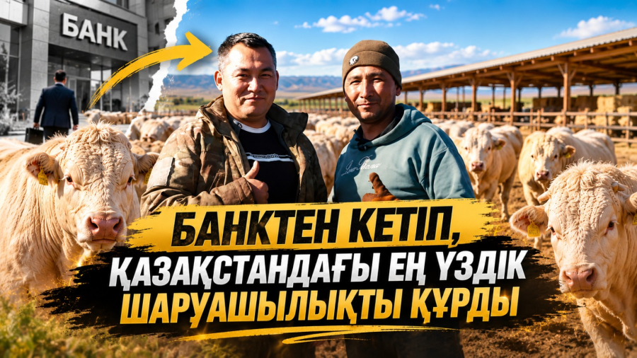 Нұртуған Манап және оның ақбас тұқымды бұқашықтары