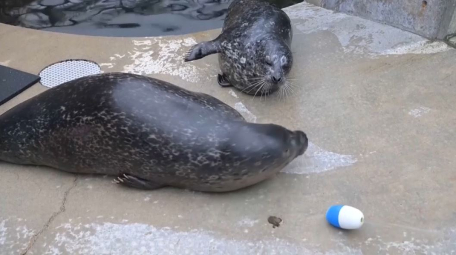 Новый обитатель появился в зоопарке США