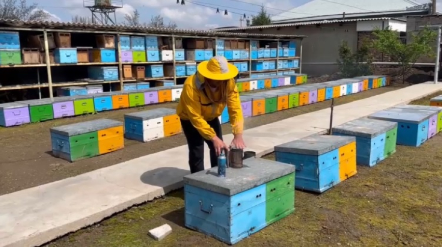 Жамбылские пчеловоды два года не могут получить субсидии