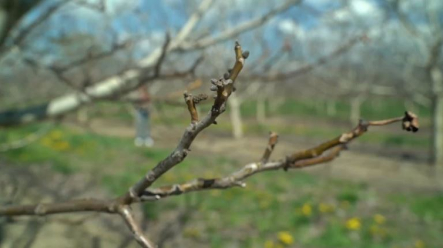 Заморозки погубили плодовые сады в Восточной Грузии