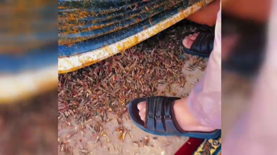 Массовое нашествие саранчи зафиксировали в Атырауской области