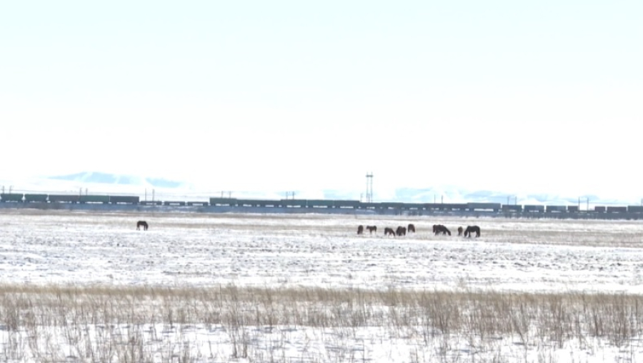 Скот гибнет под колесами поездов в Ерейментау