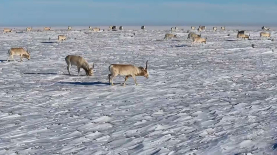 Арал маңын 35 мың киік қыстап жатыр