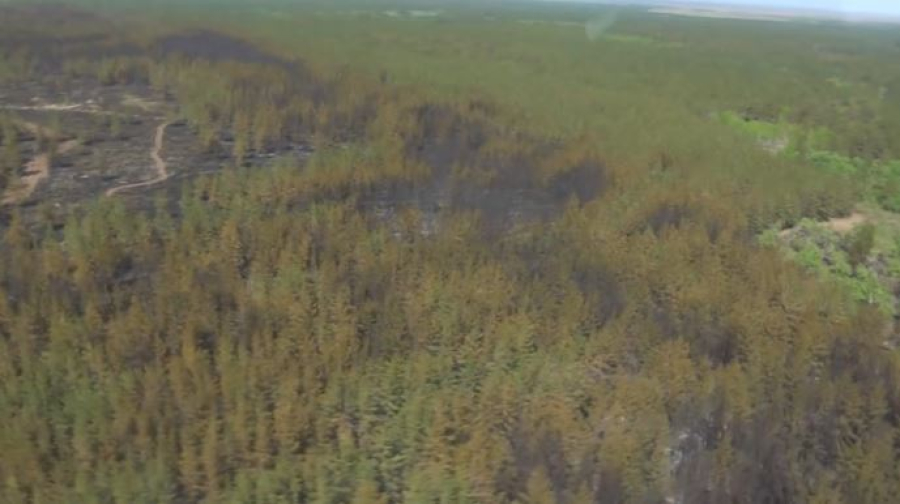 Пожар в области Абай ликвидируют в течение суток