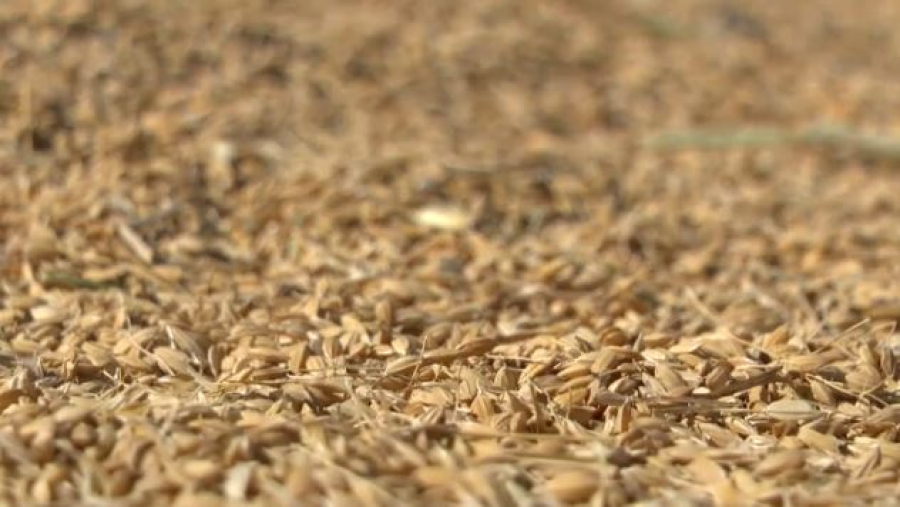 470 тысяч тонн риса собрали в Кызылординской области