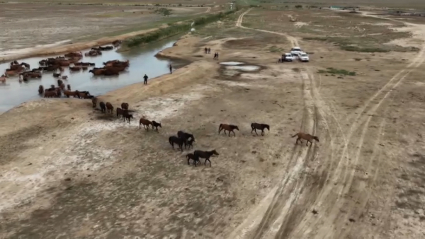 Жителям Кульсары выплачивают компенсации за погибший скот