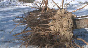 Скандал с незаконной вырубкой деревьев продолжается в Караганде