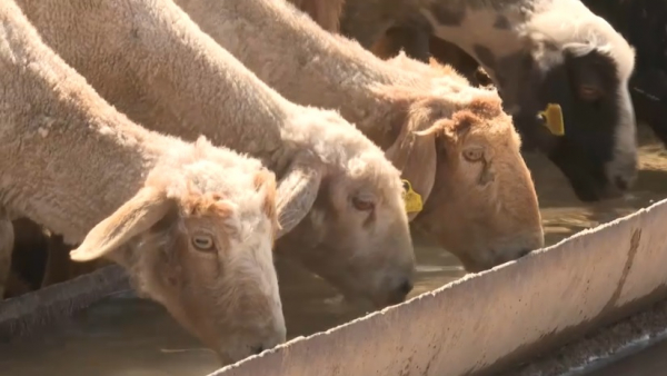 Дегересскую породу овец пытаются сохранить в Казахстане