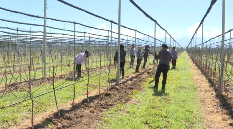 Алматы облысында алма ағаштары гүлдей бастады