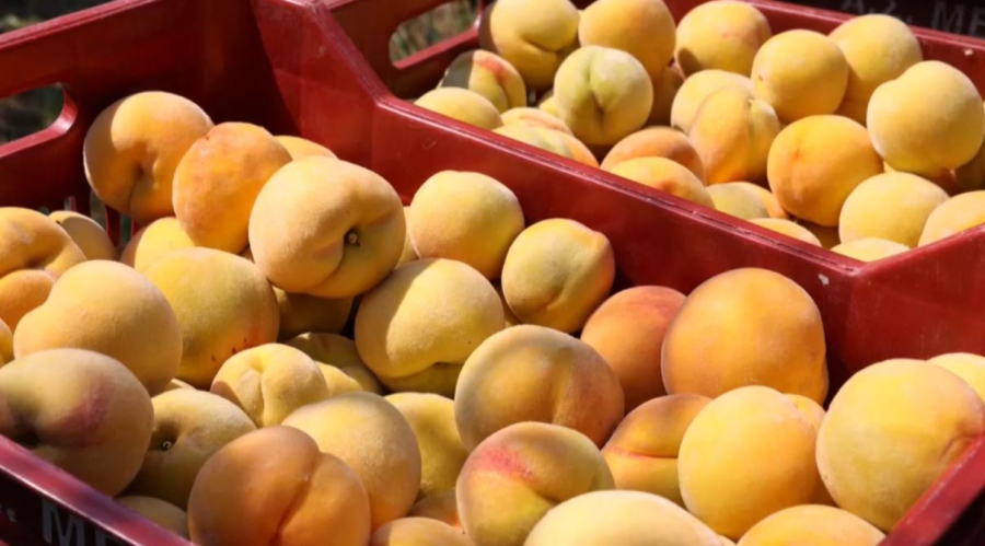 Экспорт персиков под угрозой из-за пошлин США