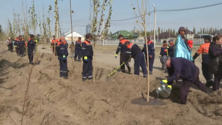 За один день в Таразе высадили 7 тысяч саженцев