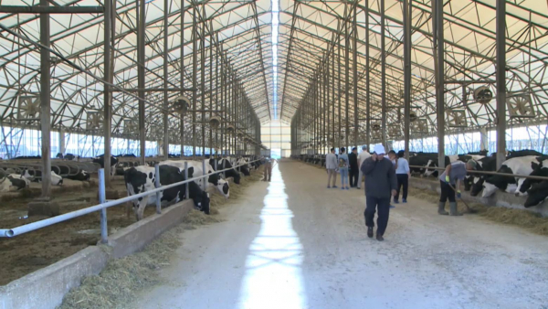 Жасанды интеллект сүт фермасында қолданылады