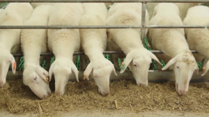 В Китае успешно клонировали тибетских овец