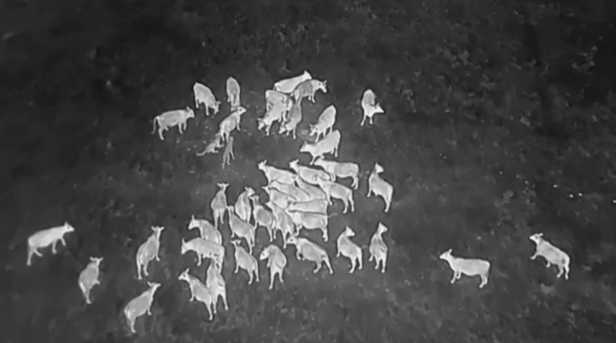 Орегон штатында малды дронмен бағып жүр