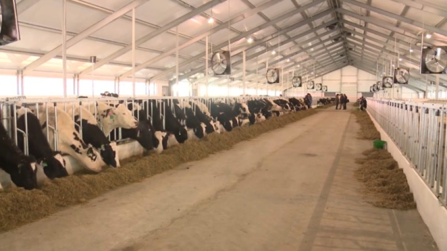 На развитие животноводства в Казахстане выделят ₸200 млрд