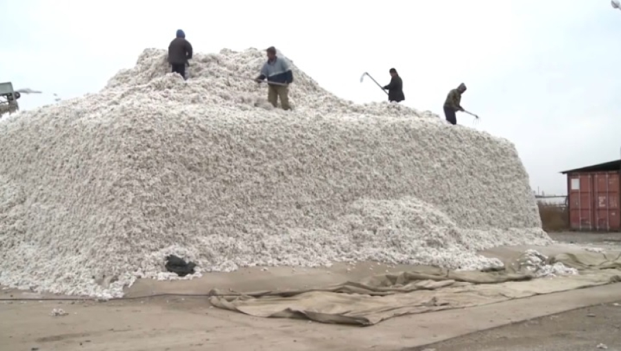 Сбор хлопка завершили в Туркестанской области