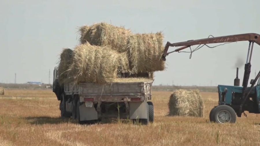 Атырау облысында шаруалар субсидияға зәру