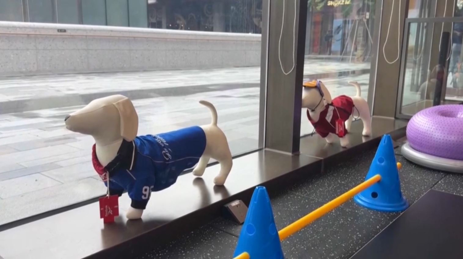 Қытайда иттерге арналған фитнес орталық ашылды