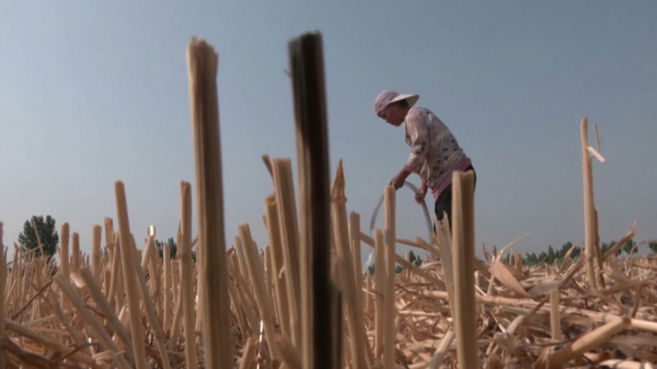 Аномальная засуха в Китае грозит неурожаем