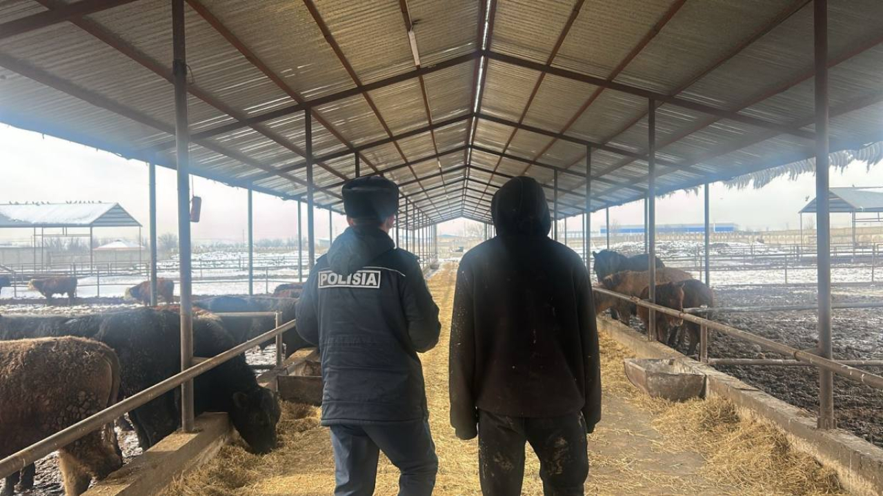 Кражу скота на ₸25 млн раскрыли в Шымкенте