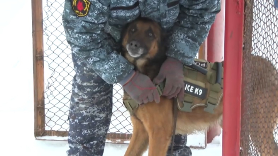 200 преступлений раскрыли благодаря служебным собакам