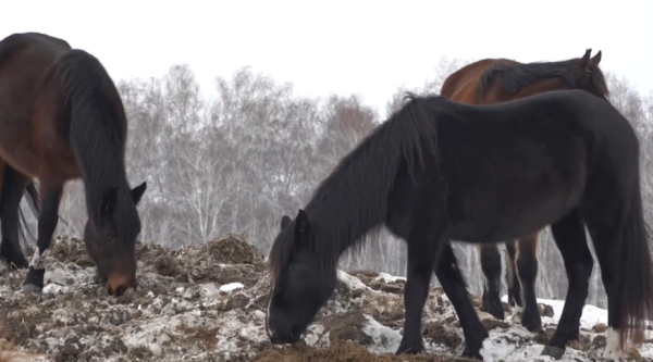 СҚО-да 200-ге жуық жылқы қырылды