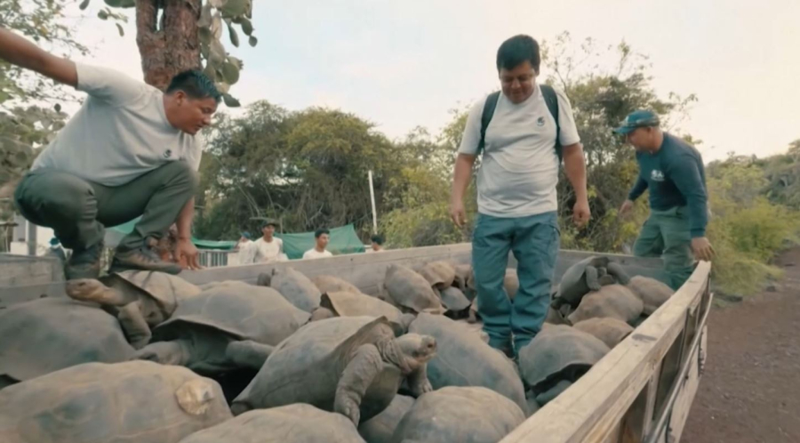 Жоғалып кеткен тасбақалар қайта пайда болды