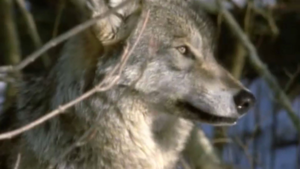 Шығыста қасқыр малға шауып жатыр