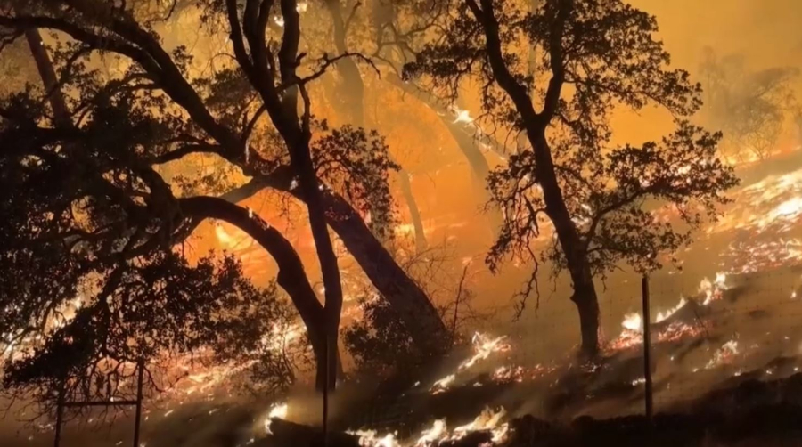 Калифорнияда 3 мың гектар орман өртеніп кетті