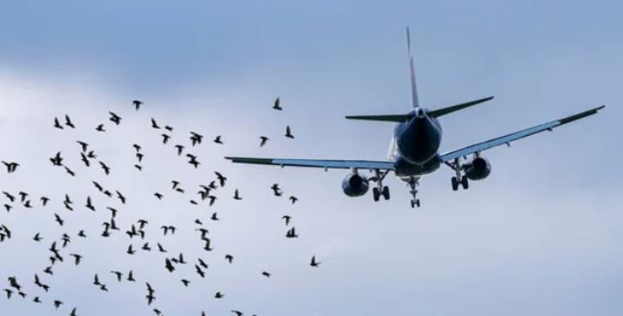 Птица столкнулась с самолетом при посадке рейса Шымкент – Астана
