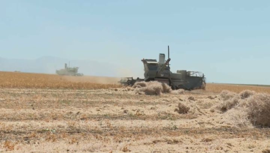 Аграрии Шымкента завершили уборку зерновых культур