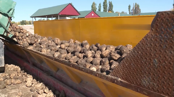 Елімізде қант қызылшасын өсіруге бюджеттен субсидия бөлінеді