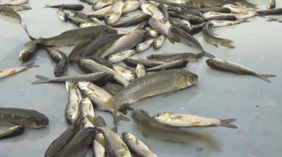 30 миллионов мальков выпустили в водоёмы ВКО