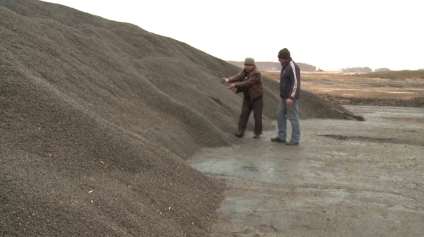 Қостанайлық шаруалар майлы дақылдарын өткізе алмай отыр