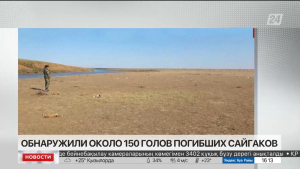 Около 150 голов погибших сайгаков обнаружили в ЗКО