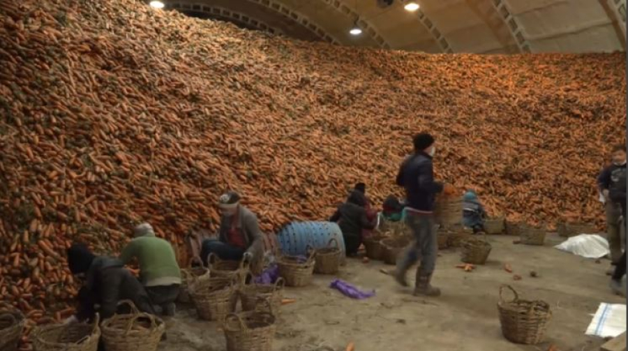 Минсельхоз предлагает ограничить вывоз овощей