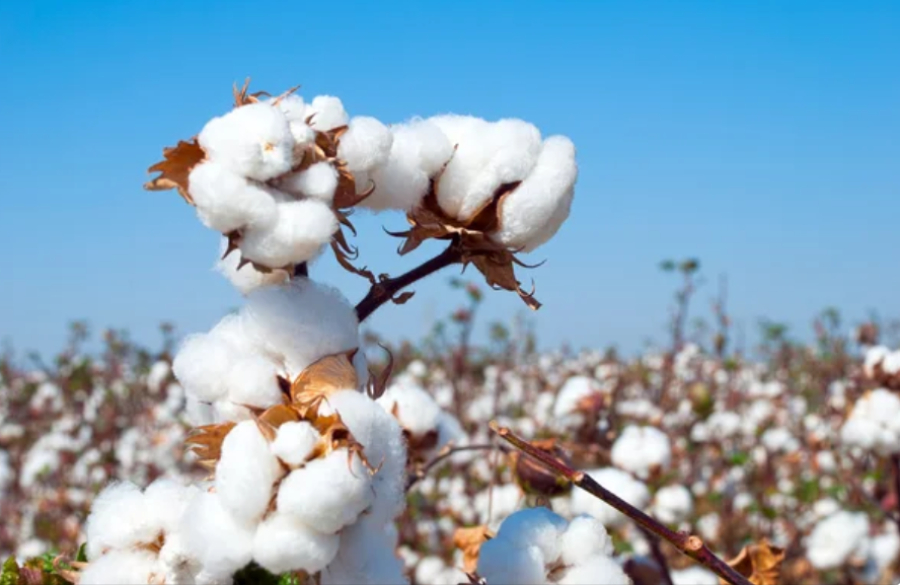 Уборка урожая хлопчатника завершается в Казахстане