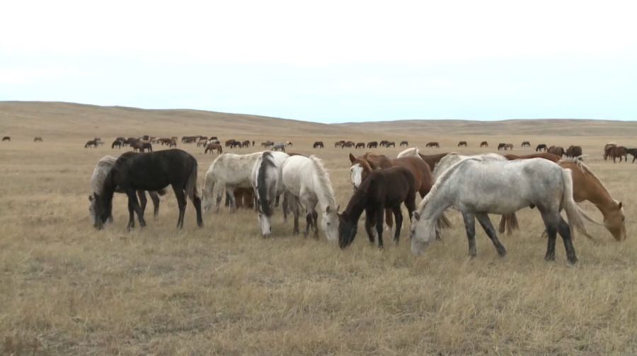 Жайылымның жайы қалай?